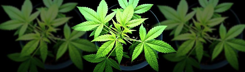 Topping or no topping Cannabis