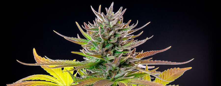 AMG Cannabis Strain