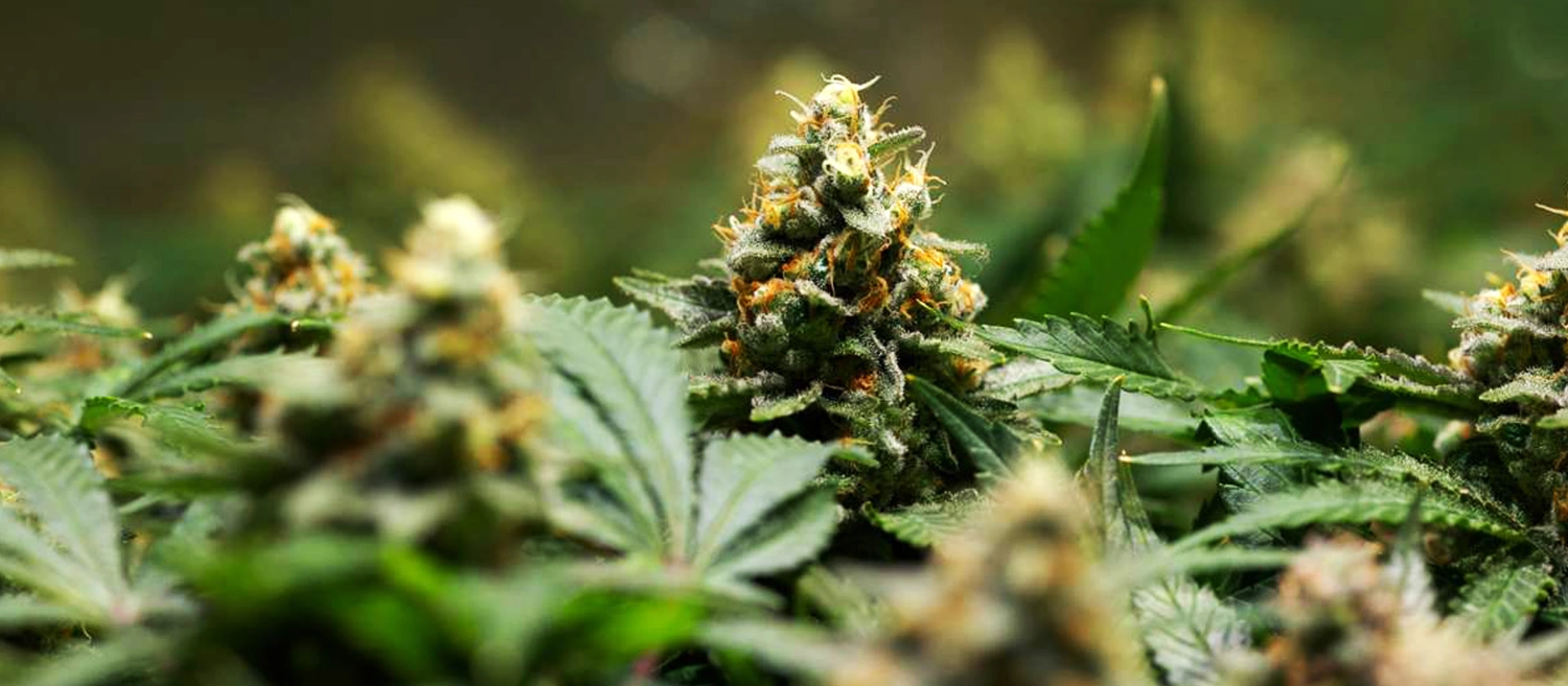 Amnesia Haze