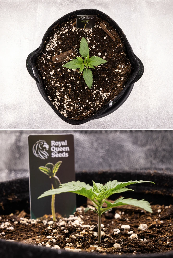 Grow report Atlas F1: săptămâna 1, stadiul de răsad Răsad de canabis Atlas F1 care crește într-un ghiveci textil în săptămâna 1 a grow reportului, arătând dezvoltarea timpurie a frunzelor, sol sănătos, perlit și o etichetă de plantă Royal Queen Seeds.