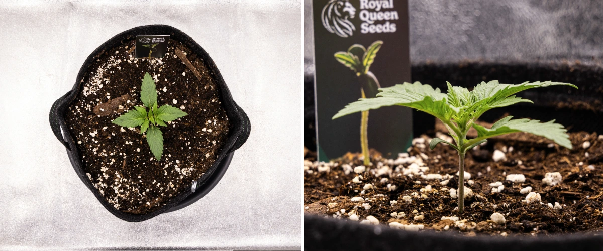 Grow report Atlas F1: săptămâna 1, stadiul de răsad Răsad de canabis Atlas F1 care crește într-un ghiveci textil în săptămâna 1 a grow reportului, arătând dezvoltarea timpurie a frunzelor, sol sănătos, perlit și o etichetă de plantă Royal Queen Seeds.
