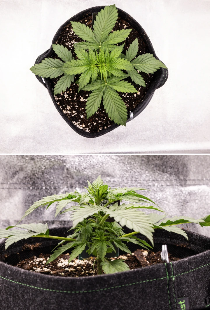 Grow report Atlas F1: săptămâna 2, creștere vegetativă Plantă de canabis Atlas F1 care crește într-un ghiveci textil în săptămâna 2 a grow reportului, arătând o creștere vegetativă sănătoasă, frunze verzi late, sol cu perlit și o structură compactă a plantei.