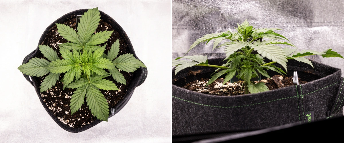 Grow report Atlas F1: săptămâna 2, creștere vegetativă Plantă de canabis Atlas F1 care crește într-un ghiveci textil în săptămâna 2 a grow reportului, arătând o creștere vegetativă sănătoasă, frunze verzi late, sol cu perlit și o structură compactă a plantei.