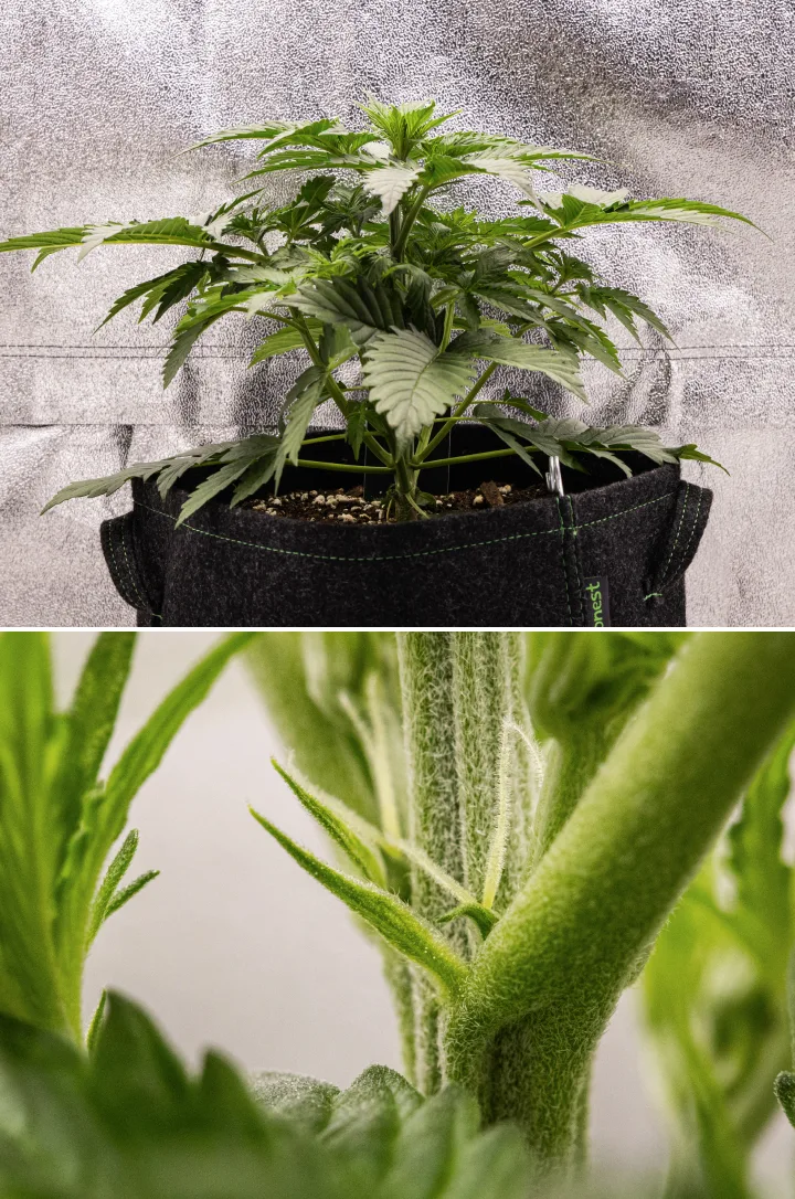 Grow report Atlas F1: săptămâna 3, înflorire timpurie Plantă de canabis Atlas F1 care crește într-un ghiveci textil în săptămâna 3 a grow reportului, arătând o creștere compactă, primele semne de înflorire, pistili albi și frunziș verde sănătos.