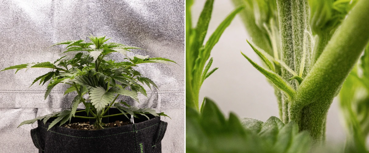 Grow report Atlas F1: săptămâna 3, înflorire timpurie Plantă de canabis Atlas F1 care crește într-un ghiveci textil în săptămâna 3 a grow reportului, arătând o creștere compactă, primele semne de înflorire, pistili albi și frunziș verde sănătos.