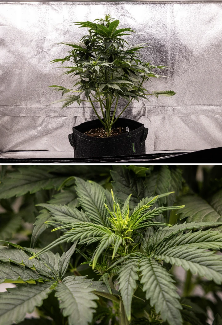 Grow report Atlas F1: săptămâna 4, stretch de înflorire Plantă de canabis Atlas F1 care crește într-un ghiveci textil în săptămâna 4 a grow reportului, arătând o creștere verticală puternică, formare timpurie a florilor, frunze verzi sănătoase și locuri de înflorire vizibile.