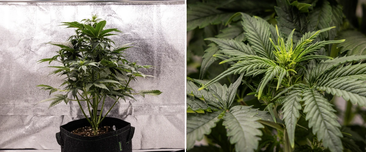 Grow report Atlas F1: săptămâna 4, stretch de înflorire Plantă de canabis Atlas F1 care crește într-un ghiveci textil în săptămâna 4 a grow reportului, arătând o creștere verticală puternică, formare timpurie a florilor, frunze verzi sănătoase și locuri de înflorire vizibile.