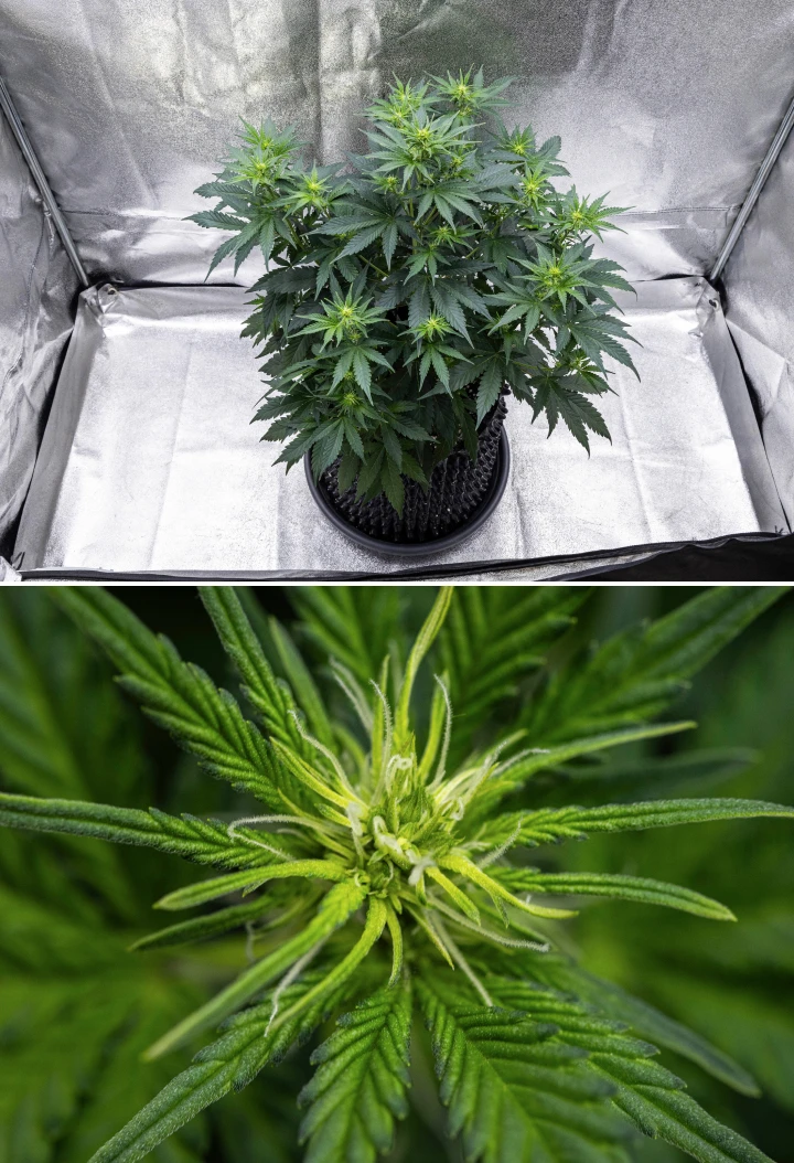 Grow report Atlas F1: săptămâna 5, dezvoltarea florilor Plantă de canabis Atlas F1 care crește într-un ghiveci textil în săptămâna 5 a grow reportului, arătând mai multe locuri de înflorire, flori în dezvoltare, pistili albi și frunziș verde sănătos.