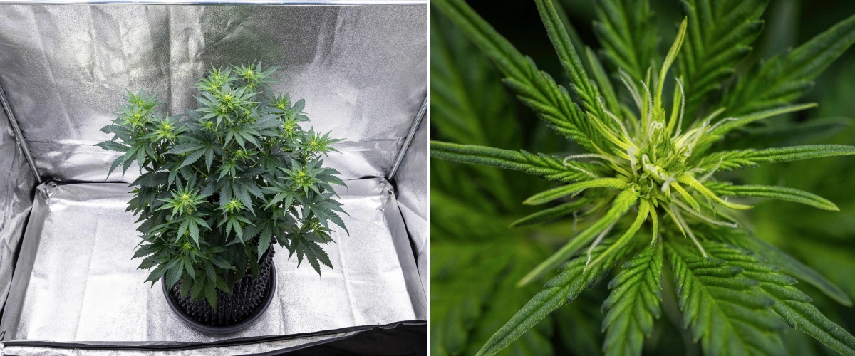Grow report Atlas F1: săptămâna 5, dezvoltarea florilor Plantă de canabis Atlas F1 care crește într-un ghiveci textil în săptămâna 5 a grow reportului, arătând mai multe locuri de înflorire, flori în dezvoltare, pistili albi și frunziș verde sănătos.