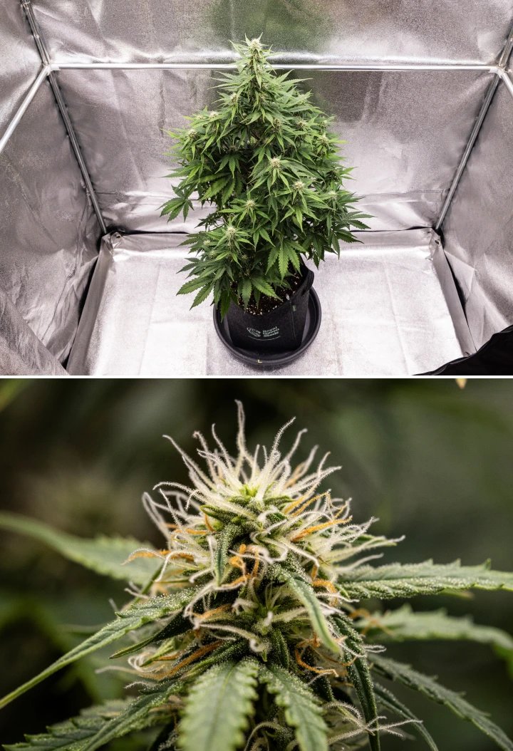 Grow report Atlas F1: săptămâna 6, flori rășinoase Plantă de canabis Atlas F1 care crește într-un ghiveci textil în săptămâna 6 a grow reportului, arătând dezvoltare densă a florilor, pistili albi și portocalii, tricomi rășinoși și creștere sănătoasă în înflorire.