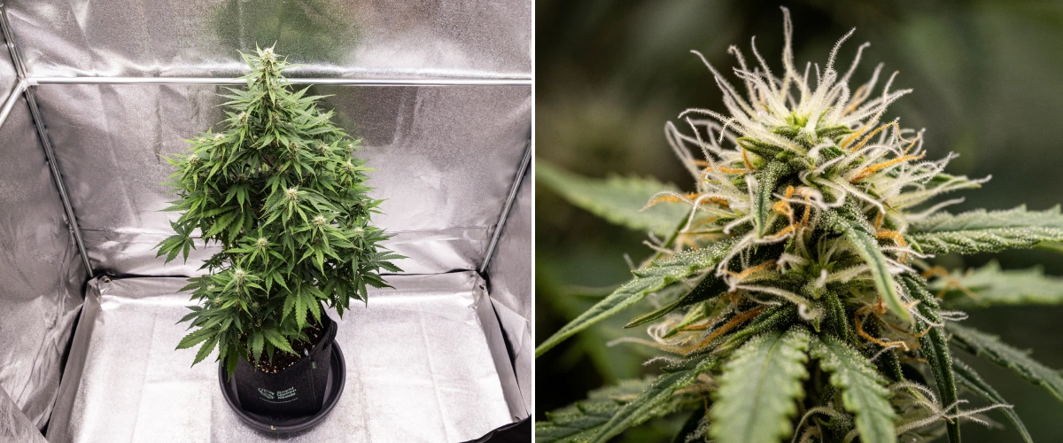 Grow report Atlas F1: săptămâna 6, flori rășinoase Plantă de canabis Atlas F1 care crește într-un ghiveci textil în săptămâna 6 a grow reportului, arătând dezvoltare densă a florilor, pistili albi și portocalii, tricomi rășinoși și creștere sănătoasă în înflorire.