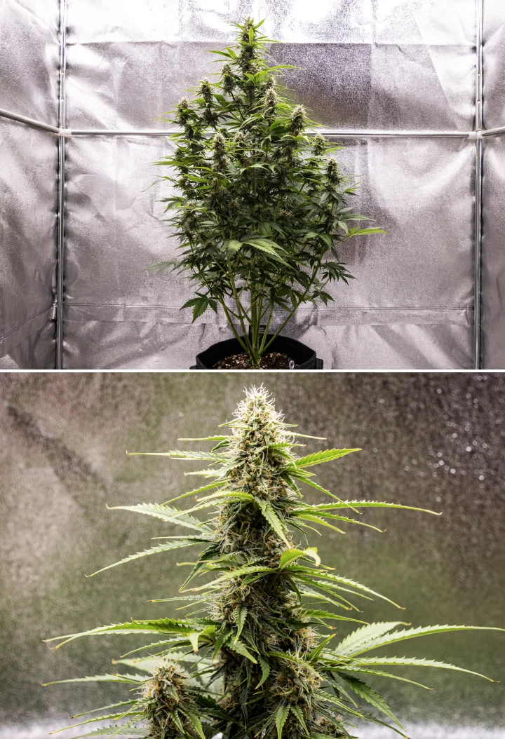 Grow report Atlas F1: săptămâna 7, flori mature Plantă de canabis Atlas F1 care crește într-un ghiveci textil în săptămâna 7 a grow reportului, arătând dezvoltarea florilor mature, flori rășinoase, pistili portocalii și o cola centrală înaltă.
