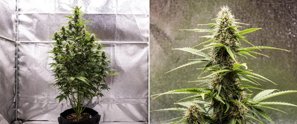 Grow report Atlas F1: săptămâna 7, flori mature Plantă de canabis Atlas F1 care crește într-un ghiveci textil în săptămâna 7 a grow reportului, arătând dezvoltarea florilor mature, flori rășinoase, pistili portocalii și o cola centrală înaltă.