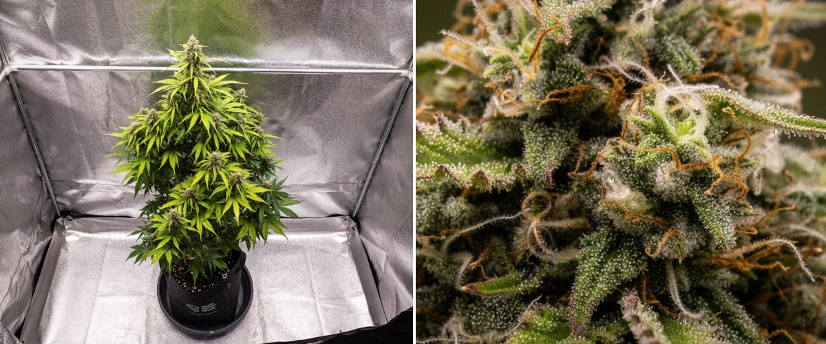 Grow report Atlas F1: săptămâna 8, flori gata de recoltare Plantă de canabis Atlas F1 care crește într-un ghiveci textil în săptămâna 8 a grow reportului, arătând flori mature acoperite de rășină, acoperire densă de tricomi, pistili portocalii și înflorire gata de recoltare.