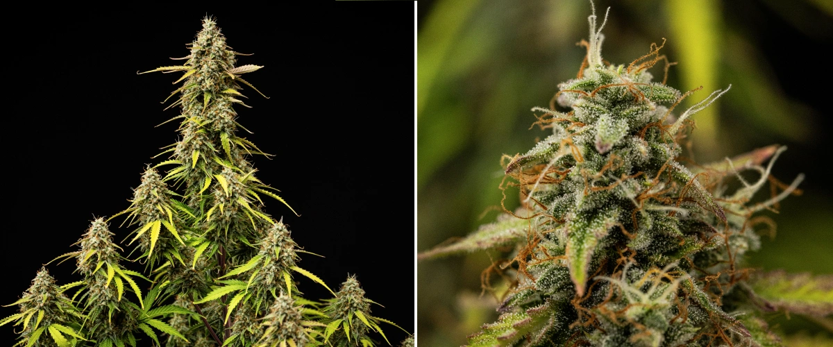 Grow report Atlas F1: săptămâna 9, maturare finală Plantă de canabis Atlas F1 în săptămâna 9 a grow reportului, arătând flori complet coapte, acoperire densă de tricomi, pistili portocalii, frunze care se decolorează și creștere matură în înflorire.