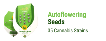 autoflowering cannabis seeds