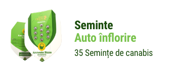 inflorire cannabis seminte