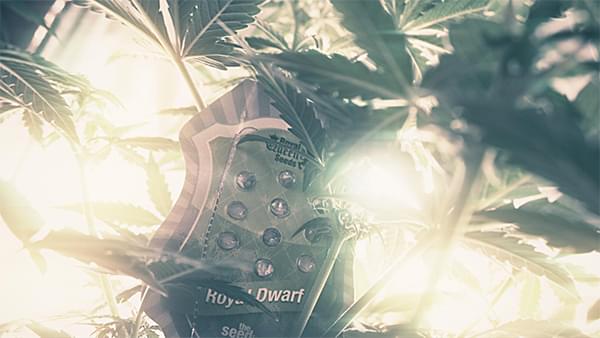 Royal Dwarf cannabis autoflowering Royal Dwarf cannabis autoflowering