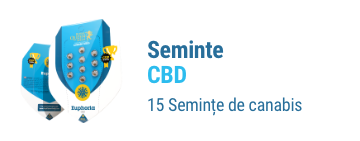 cbd seminte