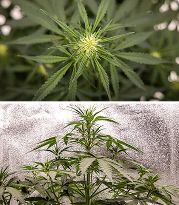 Ghid de creștere Cherry Pie Automatic Cherry Pie Automatic Grow Report: Seedling Stage (Week 2-4)