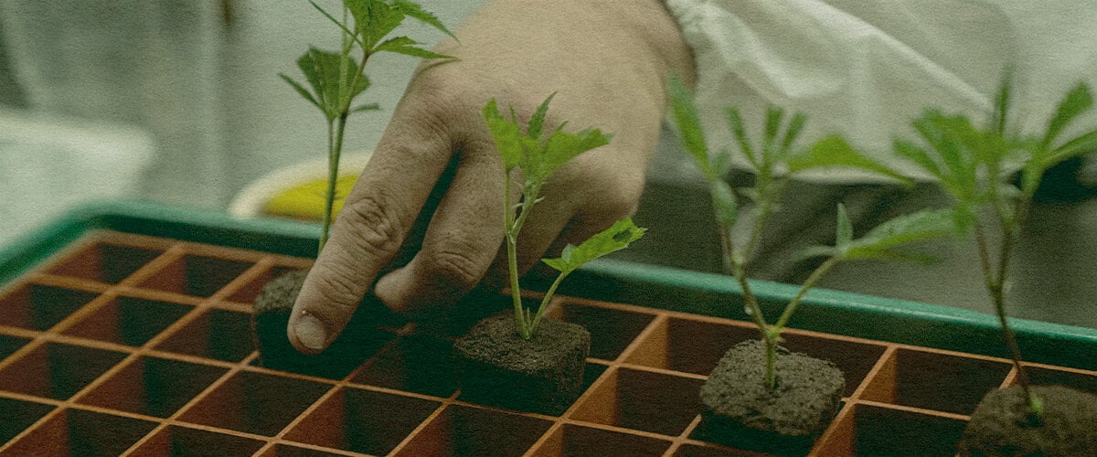 Clonare Canabis Eficientă: Imagine Tavă cu Pământ Mână care plantează clone de canabis într-o tavă cu pământ pentru creștere eficientă, evidențiind clonarea care economisește timp pe o tavă verde, ideală pentru ghiduri de cultivare a canabisului.
