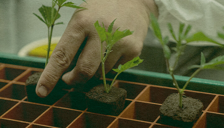 Clonare Canabis Eficientă: Imagine Tavă cu Pământ Mână care plantează clone de canabis într-o tavă cu pământ pentru creștere eficientă, evidențiind clonarea care economisește timp pe o tavă verde, ideală pentru ghiduri de cultivare a canabisului.