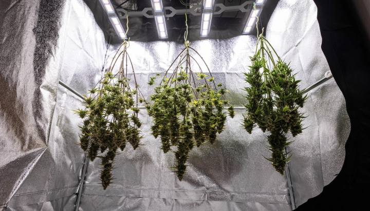 Plante de canabis Cosmos F1 uscate întregi în grow box după recoltare, cu ramuri mature și rășinoase atârnate în întuneric înainte de trimming, curing și rezultatele finale ale producției.