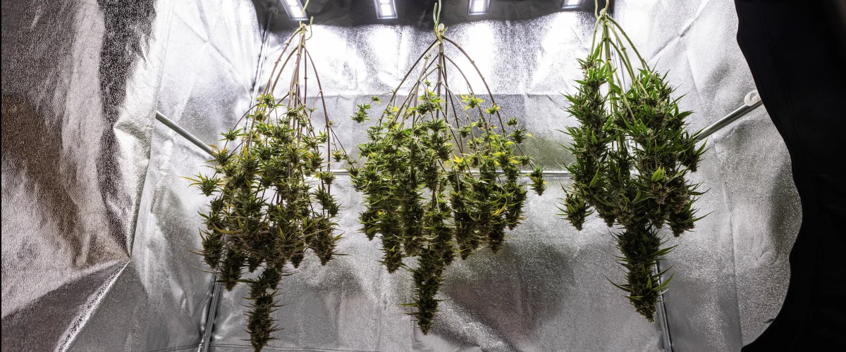 Plante de canabis Cosmos F1 uscate întregi în grow box după recoltare, cu ramuri mature și rășinoase atârnate în întuneric înainte de trimming, curing și rezultatele finale ale producției.