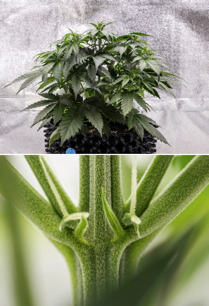 Plantă de canabis Cosmos F1 în săptămâna 3, cu ramificare influențată de sativa, frunziș verde dens și primele pistile albe pe măsură ce înflorirea începe între zilele 19 și 26 de încolțire.