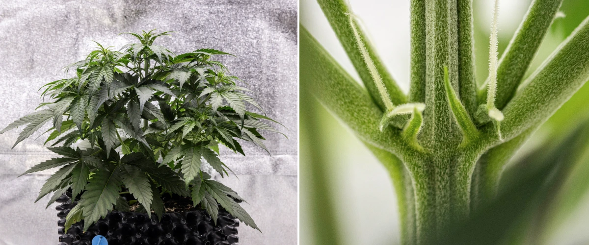 Plantă de canabis Cosmos F1 în săptămâna 3, cu ramificare influențată de sativa, frunziș verde dens și primele pistile albe pe măsură ce înflorirea începe între zilele 19 și 26 de încolțire.