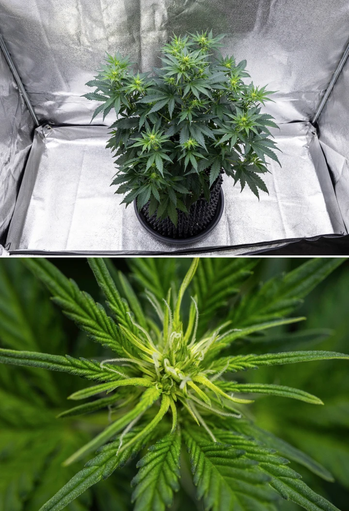Plantă de canabis Cosmos F1 în săptămâna 1 de înflorire, cu creștere verticală puternică, structură de brad de Crăciun, frunze sănătoase verde-închis și grupuri florale în dezvoltare între zilele 26 și 33 de încolțire.