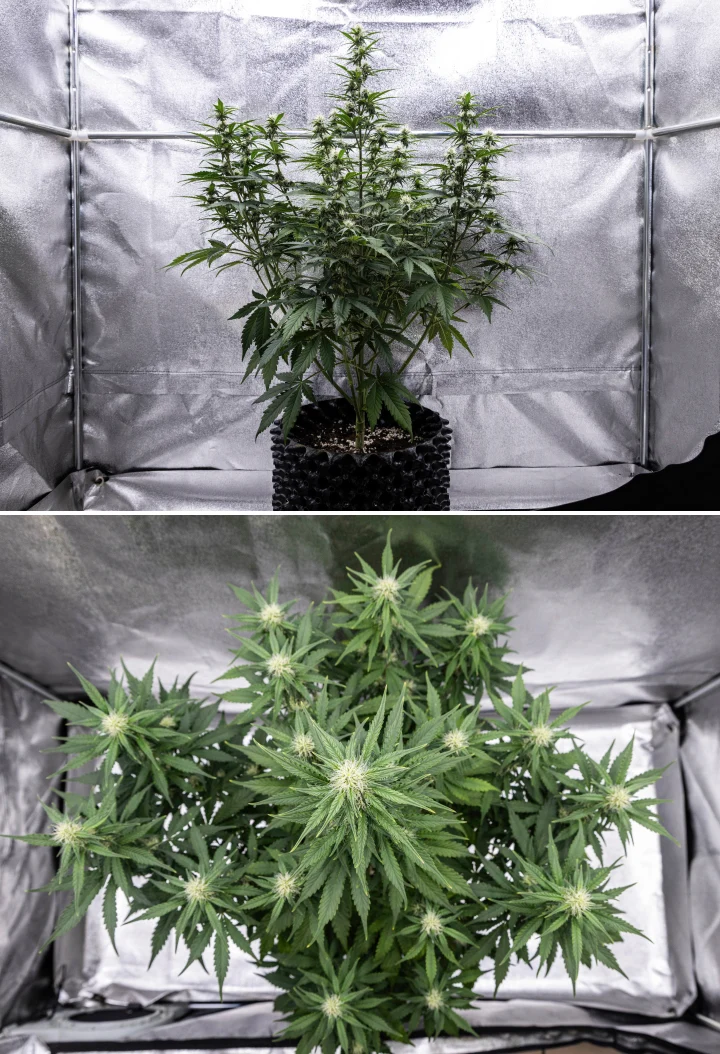 Plantă de canabis Cosmos F1 în săptămâna 3 de înflorire, cu o cola centrală dominantă, ramuri laterale bine distanțate, frunziș sănătos verde-închis și puncte florale în dezvoltare între zilele 40 și 47 de încolțire.