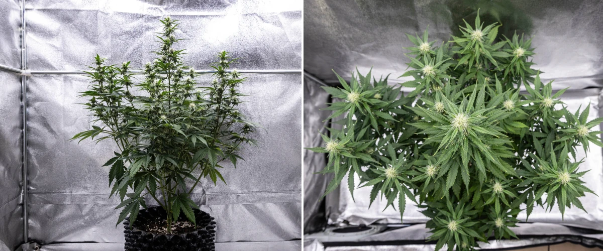Plantă de canabis Cosmos F1 în săptămâna 3 de înflorire, cu o cola centrală dominantă, ramuri laterale bine distanțate, frunziș sănătos verde-închis și puncte florale în dezvoltare între zilele 40 și 47 de încolțire.