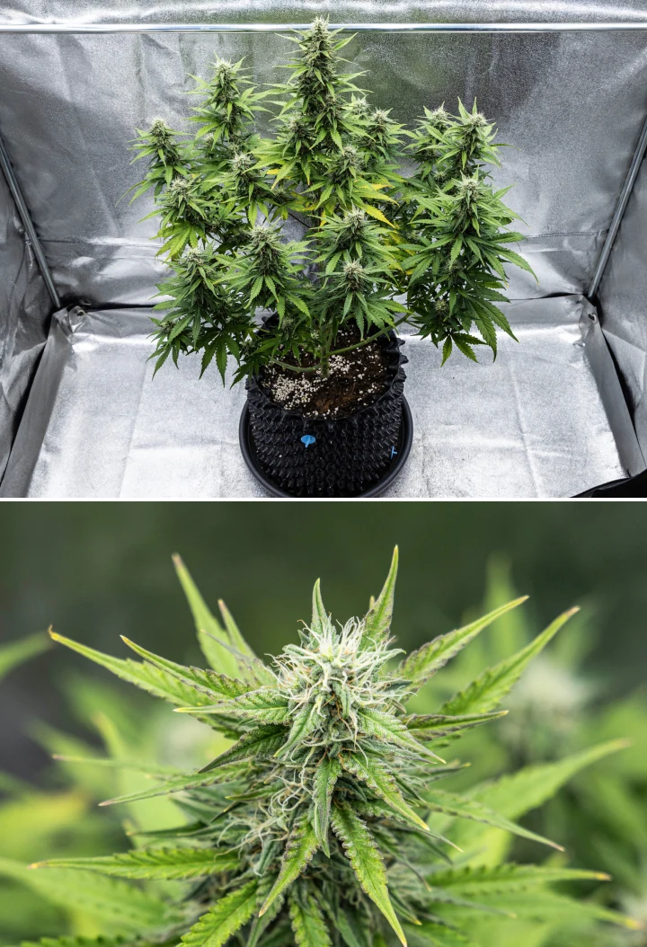 Plantă de canabis Cosmos F1 în săptămâna 4 de înflorire, cu muguri denși și rășinoși, calicii lipicioase, cola în maturare și o ușoară îngălbenire a frunzelor inferioare între zilele 47 și 54 de încolțire.