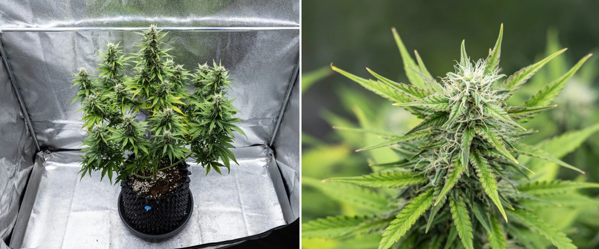 Plantă de canabis Cosmos F1 în săptămâna 4 de înflorire, cu muguri denși și rășinoși, calicii lipicioase, cola în maturare și o ușoară îngălbenire a frunzelor inferioare între zilele 47 și 54 de încolțire.