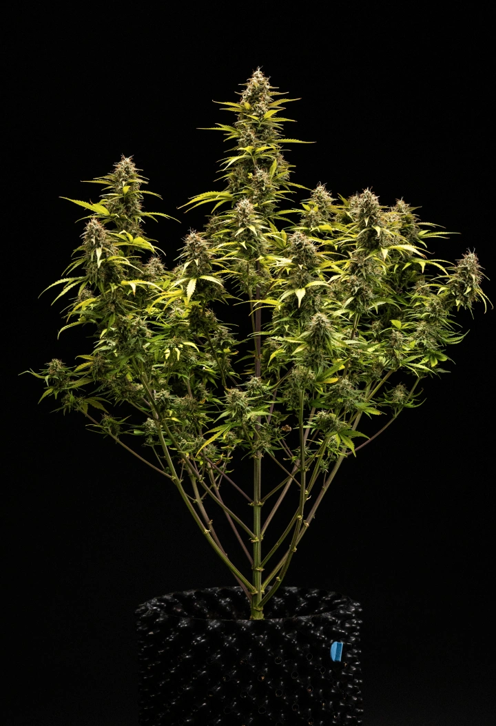 Plantă de canabis Cosmos F1 în săptămâna 6 de înflorire și recoltare, cu cola mature acoperite de tricomi, calicii umflate, frunze îngălbenite și muguri rășinoși gata de recoltare în ziua 68 de încolțire.