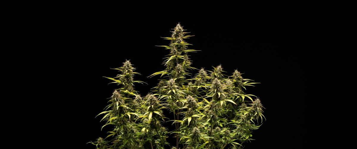 Plantă de canabis Cosmos F1 în săptămâna 6 de înflorire și recoltare, cu cola mature acoperite de tricomi, calicii umflate, frunze îngălbenite și muguri rășinoși gata de recoltare în ziua 68 de încolțire.