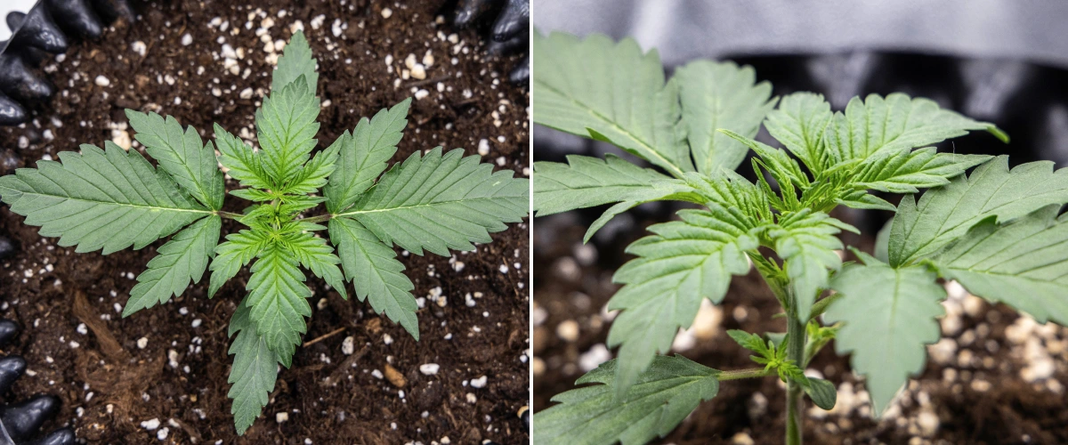 Plantă de canabis Cosmos F1 în săptămâna 1 de vegetație, cu creștere compactă și verticală, spațiere uniformă a frunzelor și frunziș timpuriu sănătos între zilele 5 și 12 de încolțire.