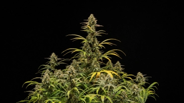Plante mature de canabis Hyperion F1 pe fundal negru, arătând colas înalte înflorite, flori rășinoase, frunze care se decolorează și un coronament viguros în etapa finală de înflorire.
