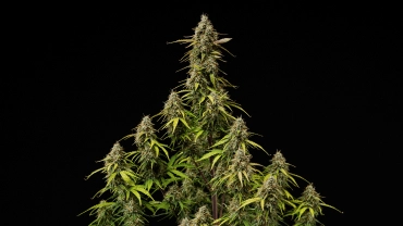 Coperta grow reportului Atlas F1: cola mature de canabis Cola mature de canabis Atlas F1 pe fundal negru, arătând flori rășinoase, pistili portocalii, frunze care se decolorează și înflorire gata de recoltare pentru coperta grow reportului.