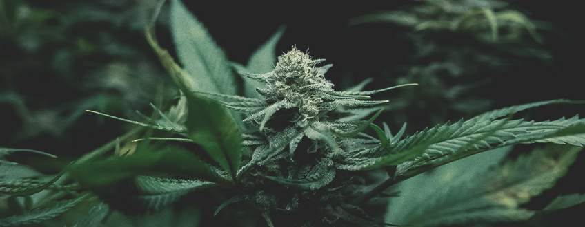 Cultivarea canabisului: Elemente de bază Cultivarea canabisului: Elemente de bază