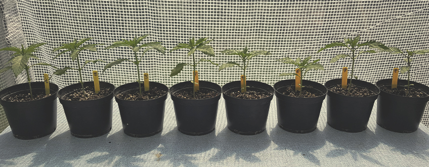 Tulpini simple de canabis de top pentru începători Tulpini simple de canabis de top pentru începători