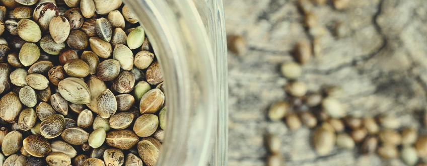 Cum să Conservi Semințele de Canabis