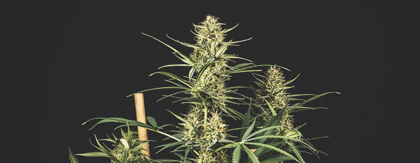 Cele mai bune semințe de canabis cu reducere de la Royal Queen Seeds Cele mai bune semințe de canabis cu reducere de la Royal Queen Seeds