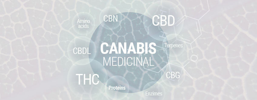 Canabis Medicinal 101: Tot Ce Trebuie Să Știi Despre Marijuana Medicinală