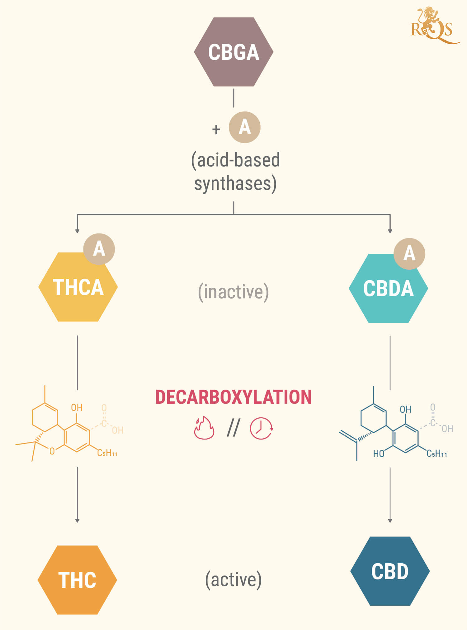 What Are Cannabinoid Acids?