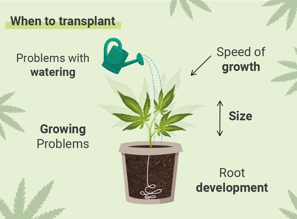 CÂND SĂ ÎȚI TRANSPLANTEZI CANABISUL