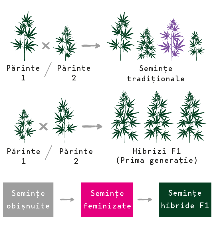 Semințe hibride de canabis F1