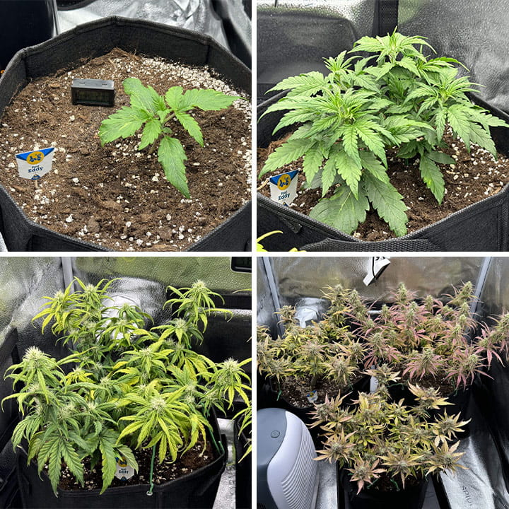 Fast Eddy Auto CBD Fast Eddy Auto CBD