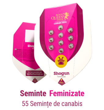 feminizate cannabis seminte
